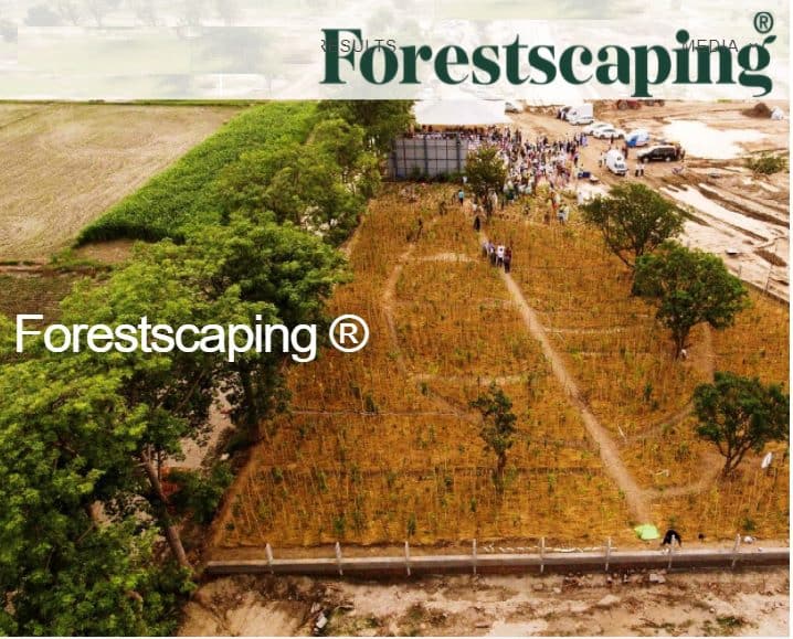 Forestscaping