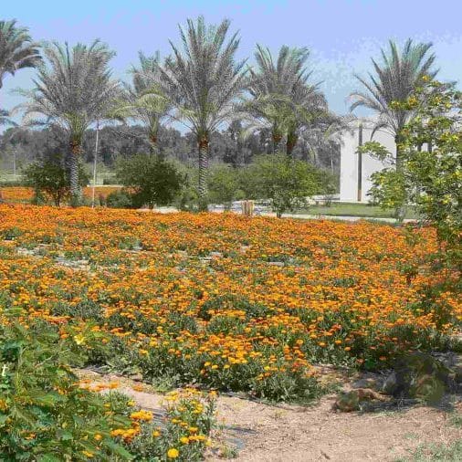 Sekem Eco Farm - Egypt